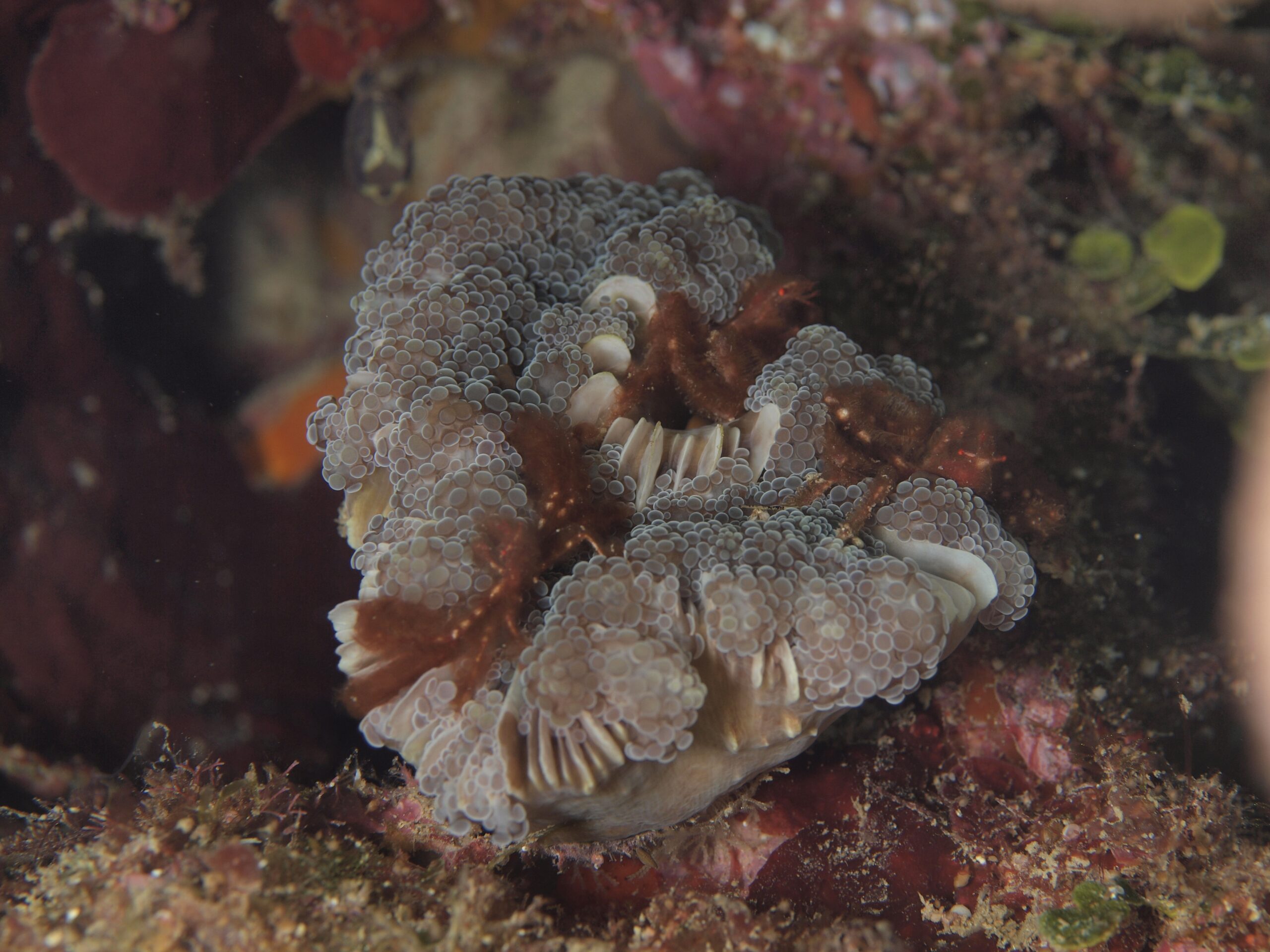 オラウータンクラブ