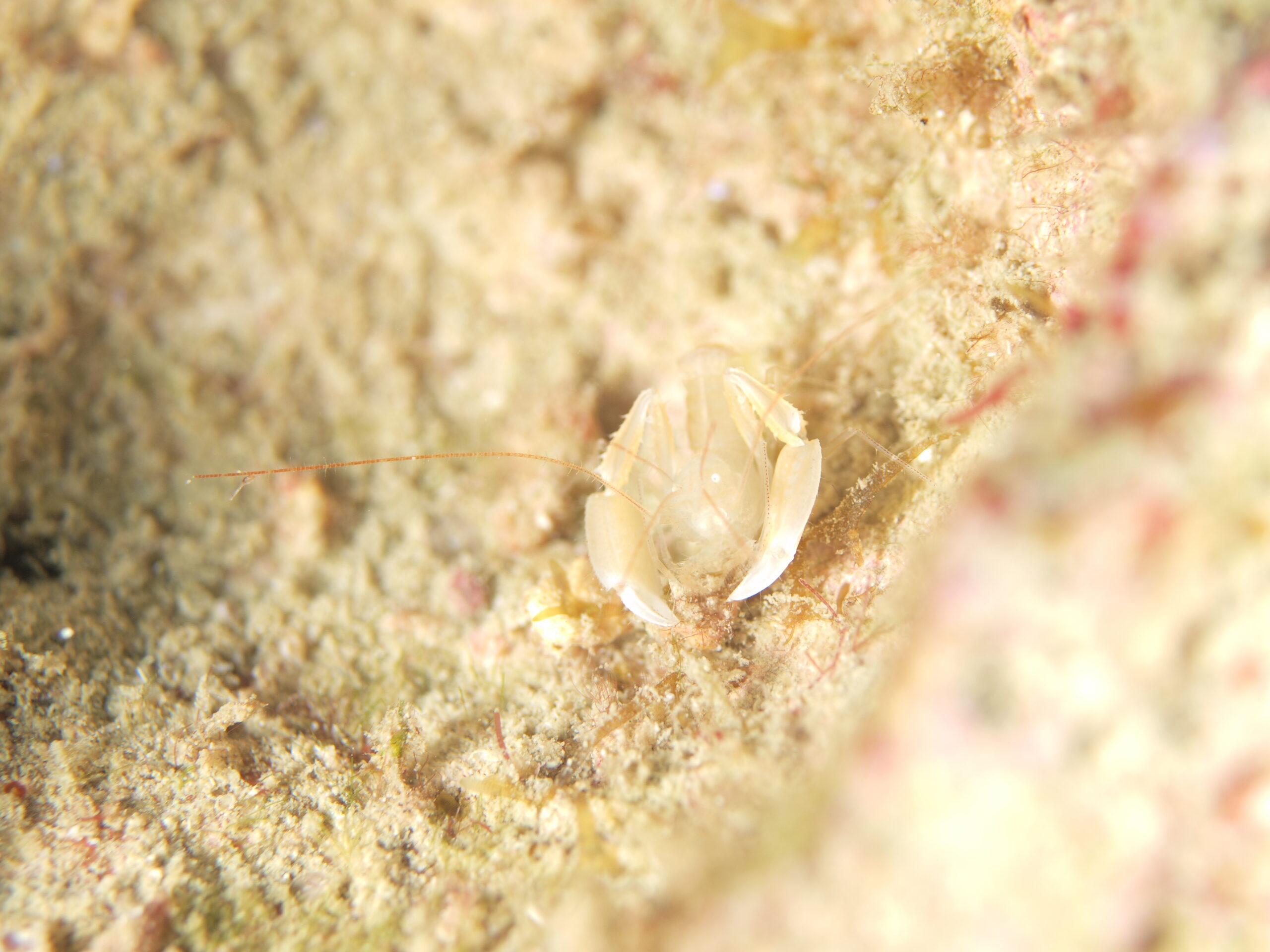 サンゴヒメエビ