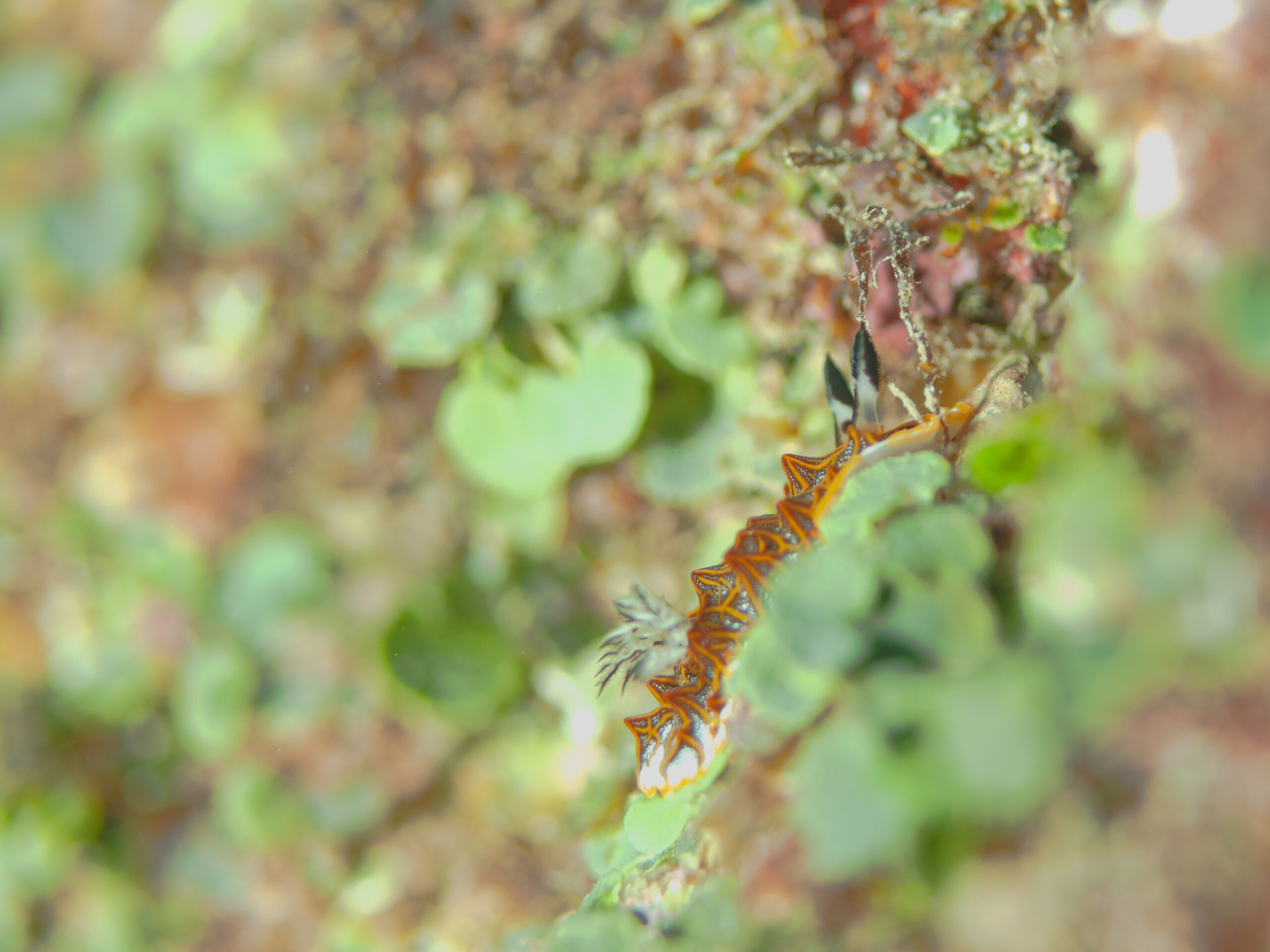 モンハナシャコ