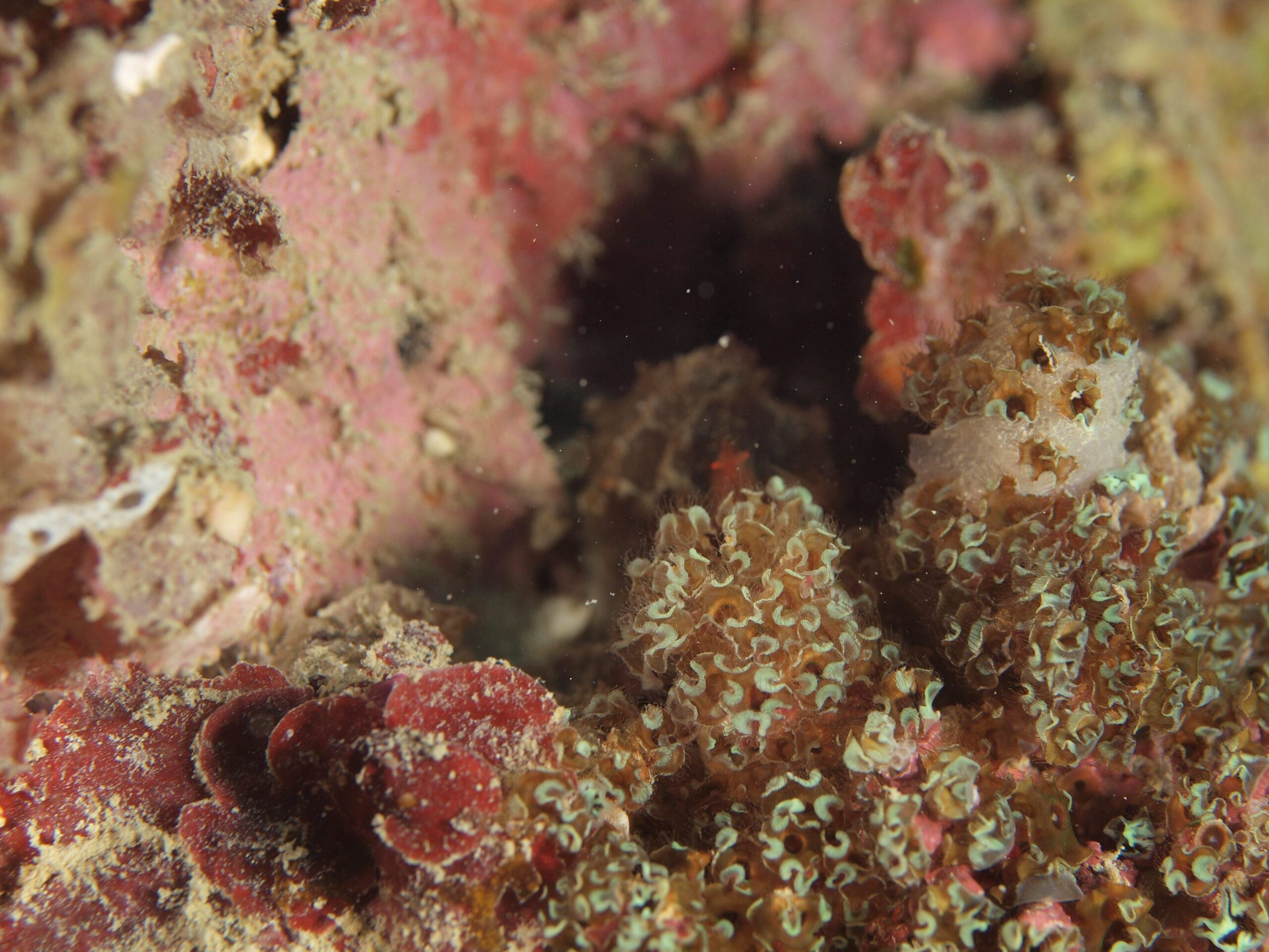 オラウータンクラブ