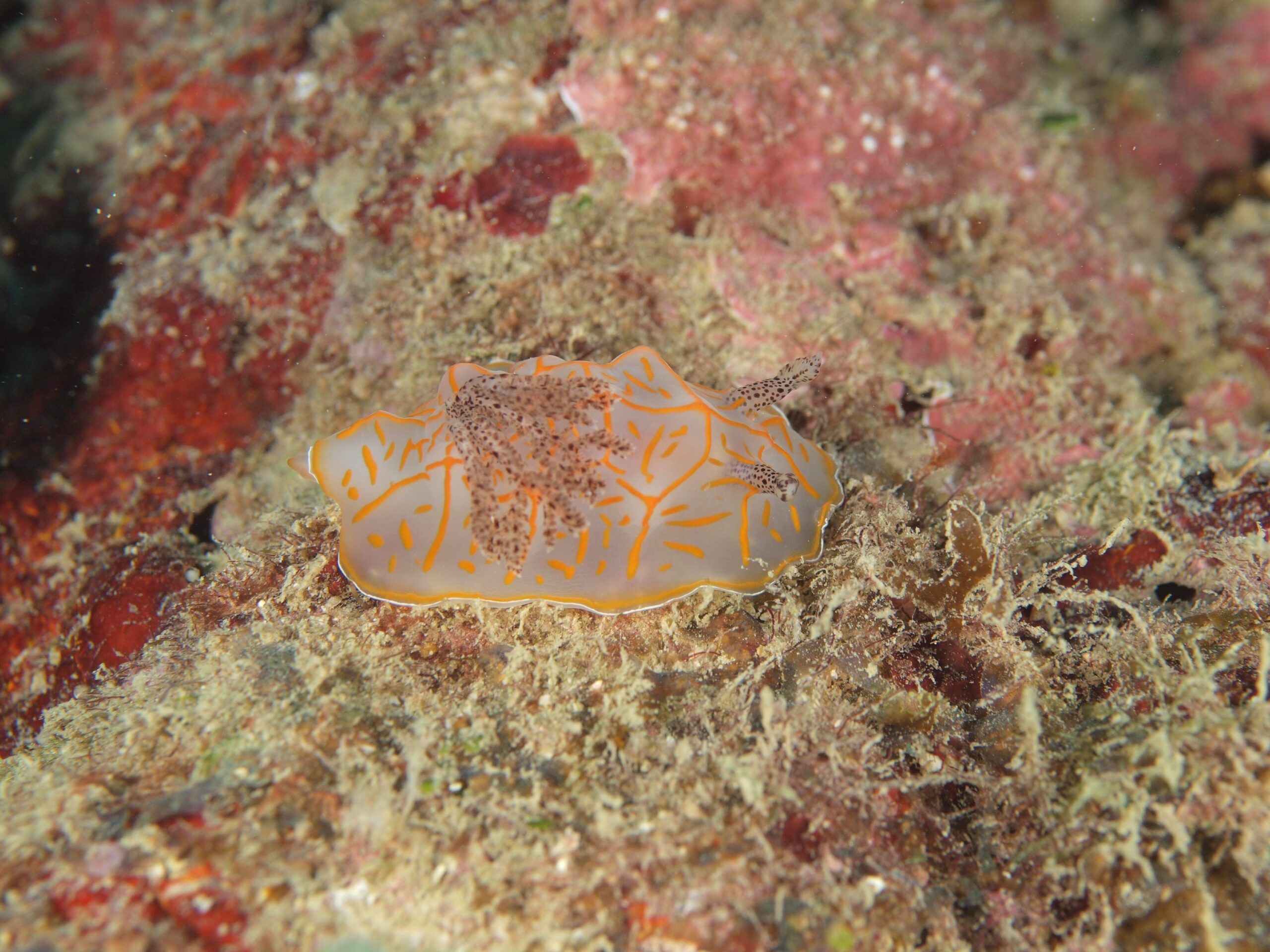 キスジカンテンウミウシ